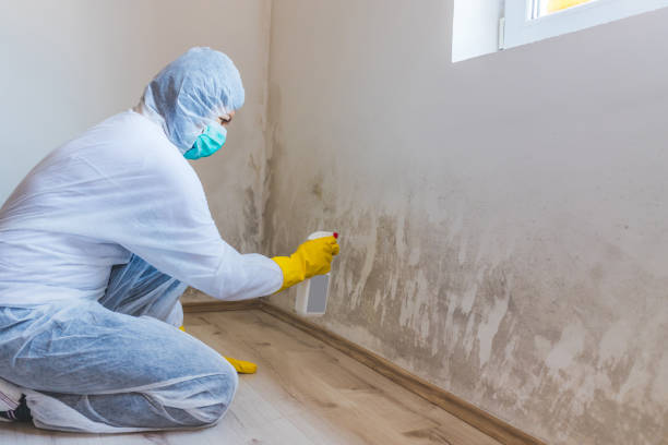 Licensed Mold Removal service in Branchville, VA - WQB Mold Removal